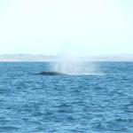 Fin whale blowing near Stradbally